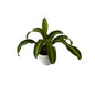 Dracaena Messenger Victoria Plant In 8 Inch White Classic Pot