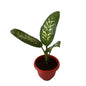 Dieffenbachia Plant In 8 Inch Red Olive Pot