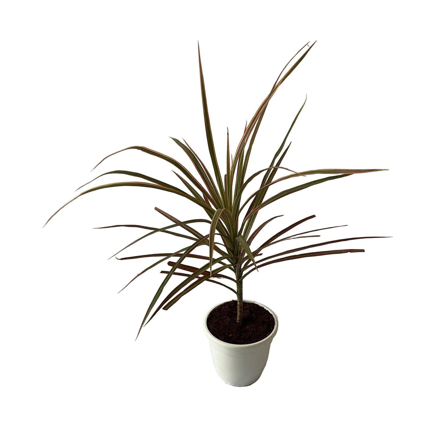 Dracaena Chloroma Plant In 5 Inch White Classic Pot