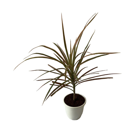 Dracaena Chloroma Plant In 5 Inch White Classic Pot