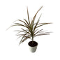 Dracaena Chloroma Plant In 5 Inch White Classic Pot