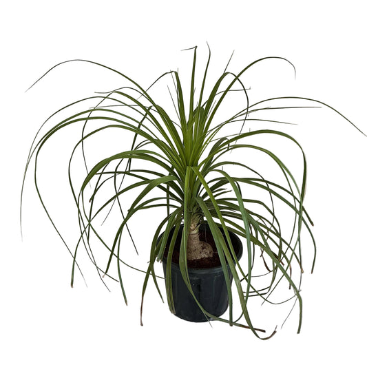 Lovelina plam (ponytail palm) in 8 inch black nursery pot