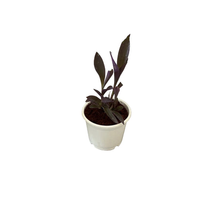 Parpal Heart Plant In 6 Inch White Nursery Pot