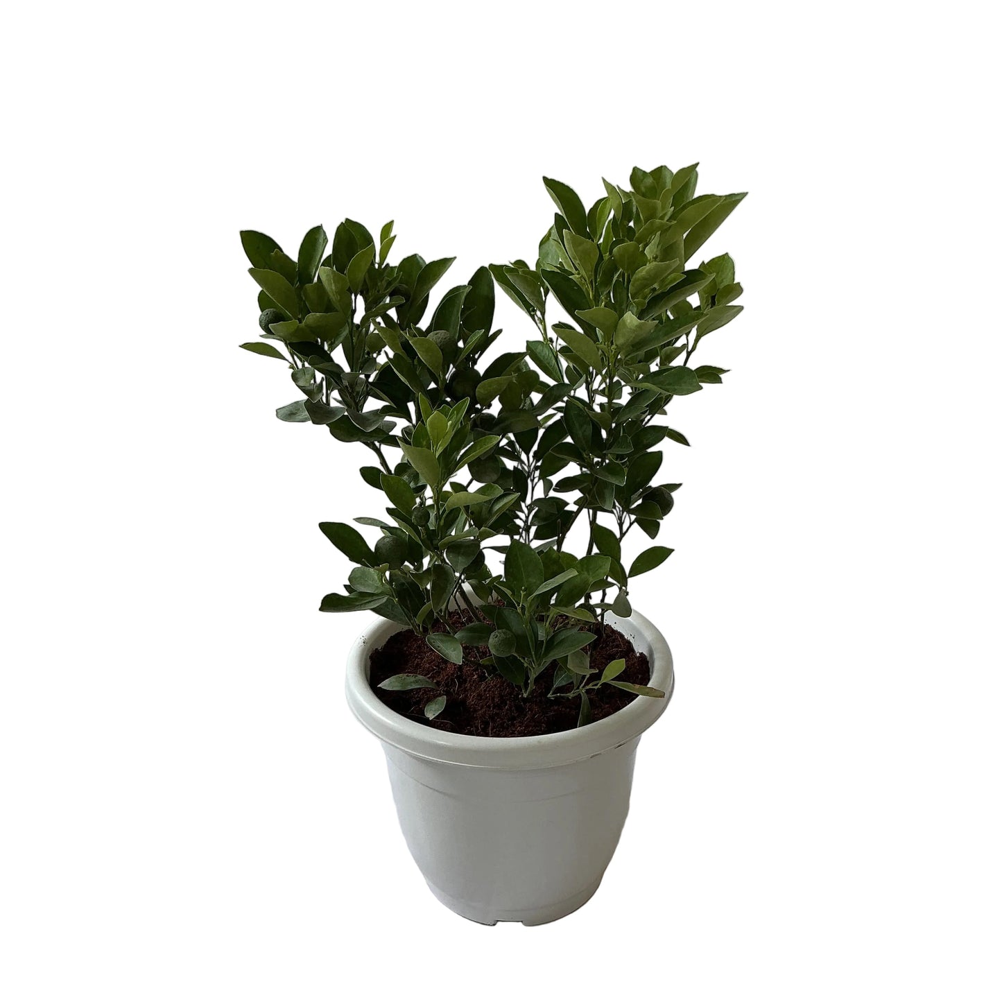 China Orange Fruit Plant In 10 Inch White Classic Pot