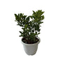 China Orange Fruit Plant In 10 Inch White Classic Pot