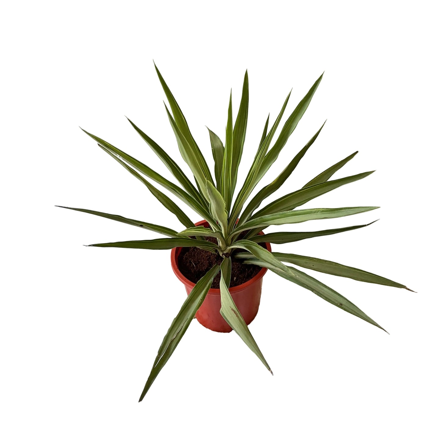 Silver yucca plant in 8 inch red nursery pot