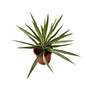Silver yucca plant in 8 inch red nursery pot