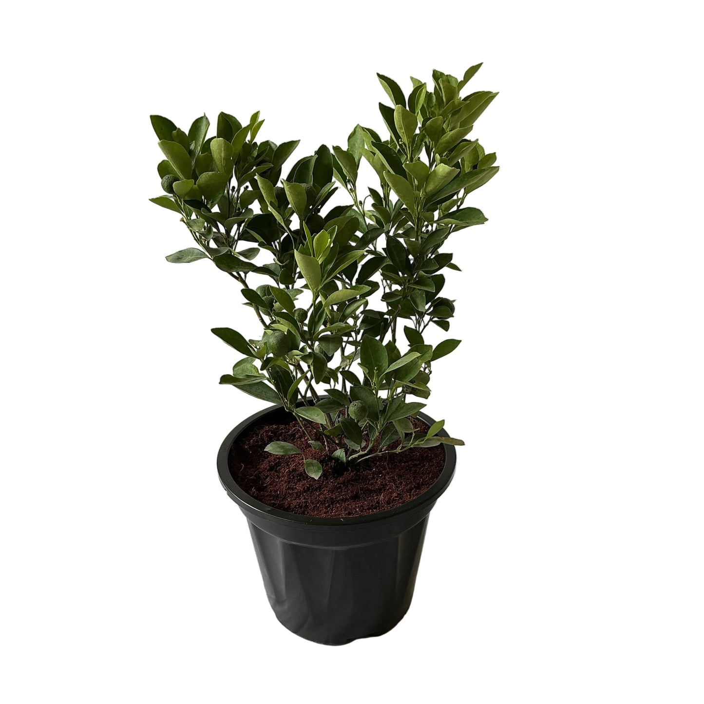 China Orange Fruit Plant In 10 Inch Black Nursery Pot