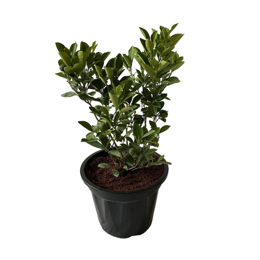 China Orange Fruit Plant In 10 Inch Black Nursery Pot