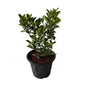 China Orange Fruit Plant In 10 Inch Black Nursery Pot