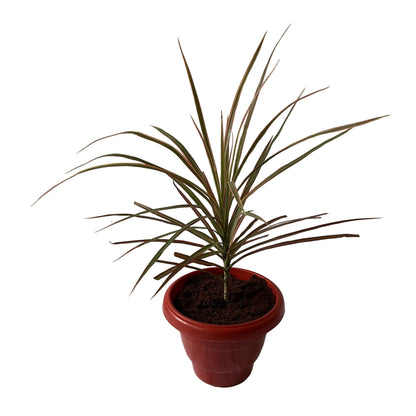 Dracaena Chloroma Plant In 8 Inch Red Nursery Pot