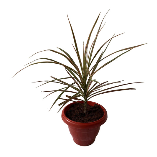 Dracaena Chloroma Plant In 8 Inch Red Nursery Pot