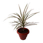 Dracaena Chloroma Plant In 8 Inch Red Nursery Pot