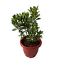 China Orange Fruit Plant In 10 Inch Red Classic Pot