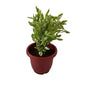 Pedilanthus Variegated Plant In 10 Inch Red Classic Pot