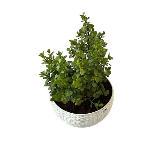 Jade plants  in 8 inch round hanging basket pots