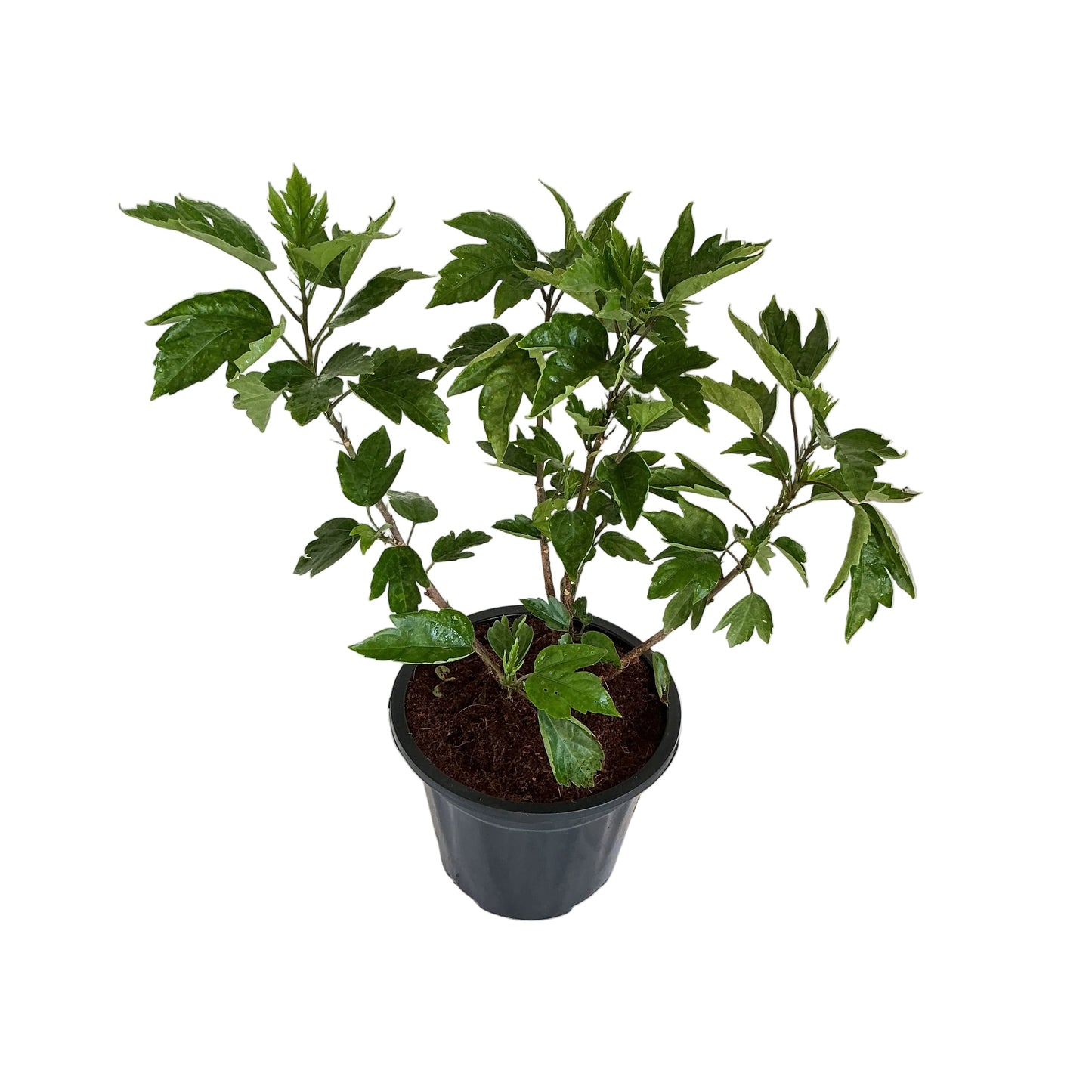 Hybrid Hibiscus Any colour Plant in 10 inch black nursery pot