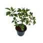 Hybrid Hibiscus Any colour Plant in 10 inch black nursery pot