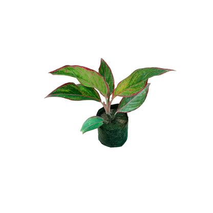 Lipstick Plant In 4 Inch polybag