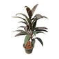 Dracaena Red Plant In 8 Inch Nursery Pot