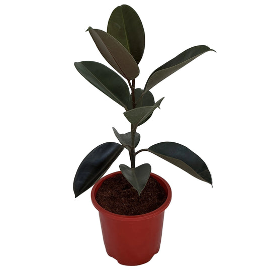 Rubber Plant Black In 8 Inch Red Nursery Pot