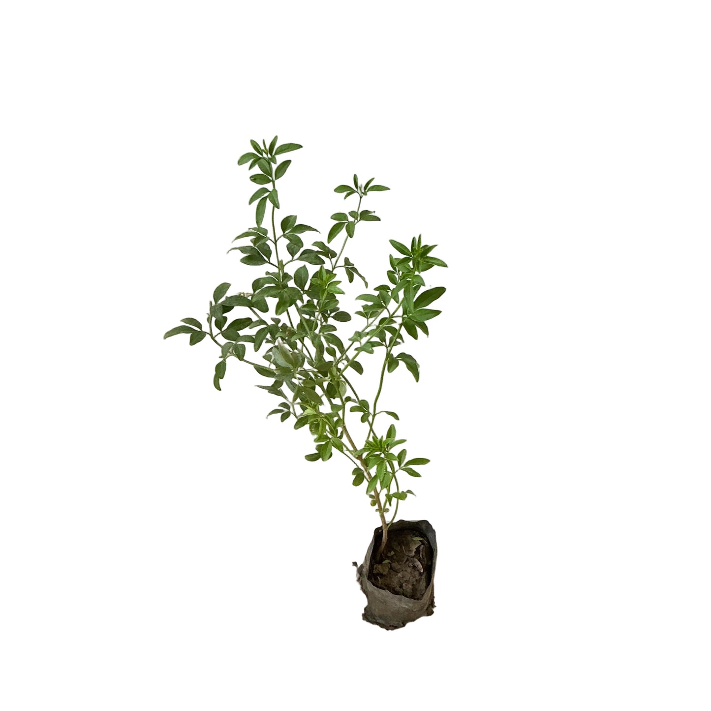 Chameli Flower Plant In 4 Inch Poly Bag