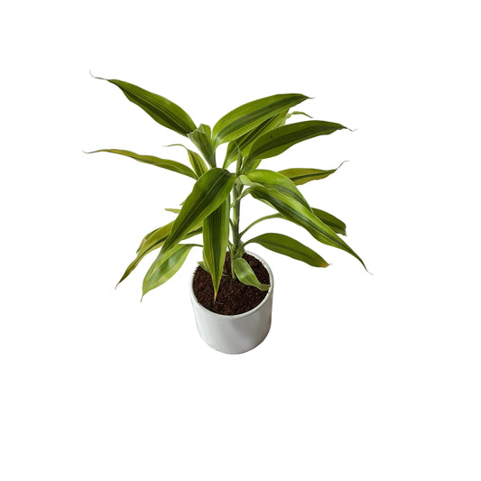 Golden lucky bamboo 4 inch white ceramic pot