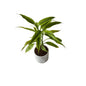 Golden lucky bamboo 4 inch white ceramic pot