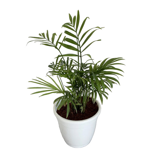 Chamaedorea plant in 5 inch white classic pot