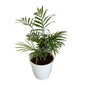 Chamaedorea plant in 5 inch white classic pot
