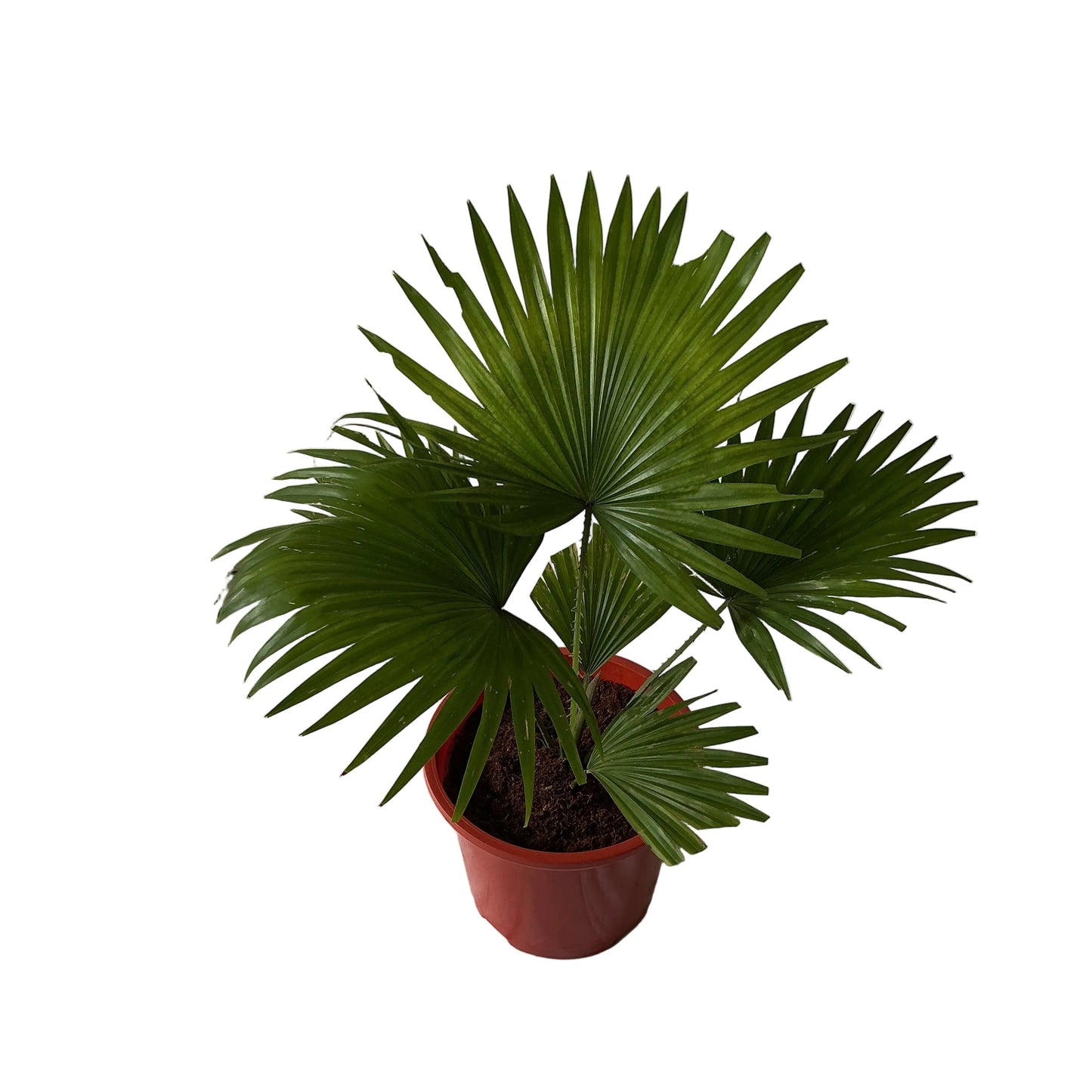 China Palm In 8 Inch Red Nursery Pot