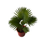 China Palm In 8 Inch Red Nursery Pot