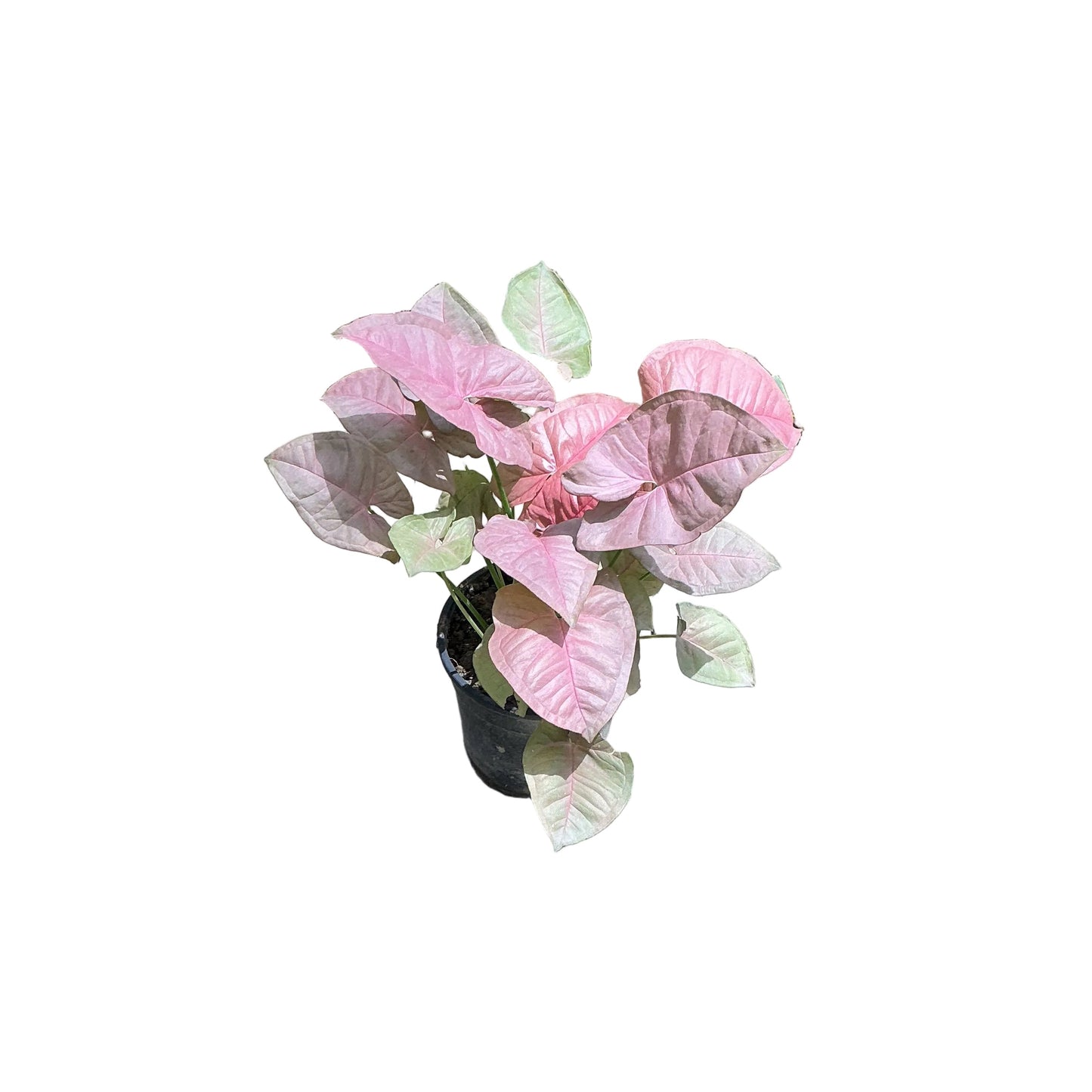 Dwarf Singonium Pink In 4 Inch Black Nursery Pot