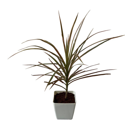 Dracaena Chloroma Plant In 4 Inch Orchid White Square Pot