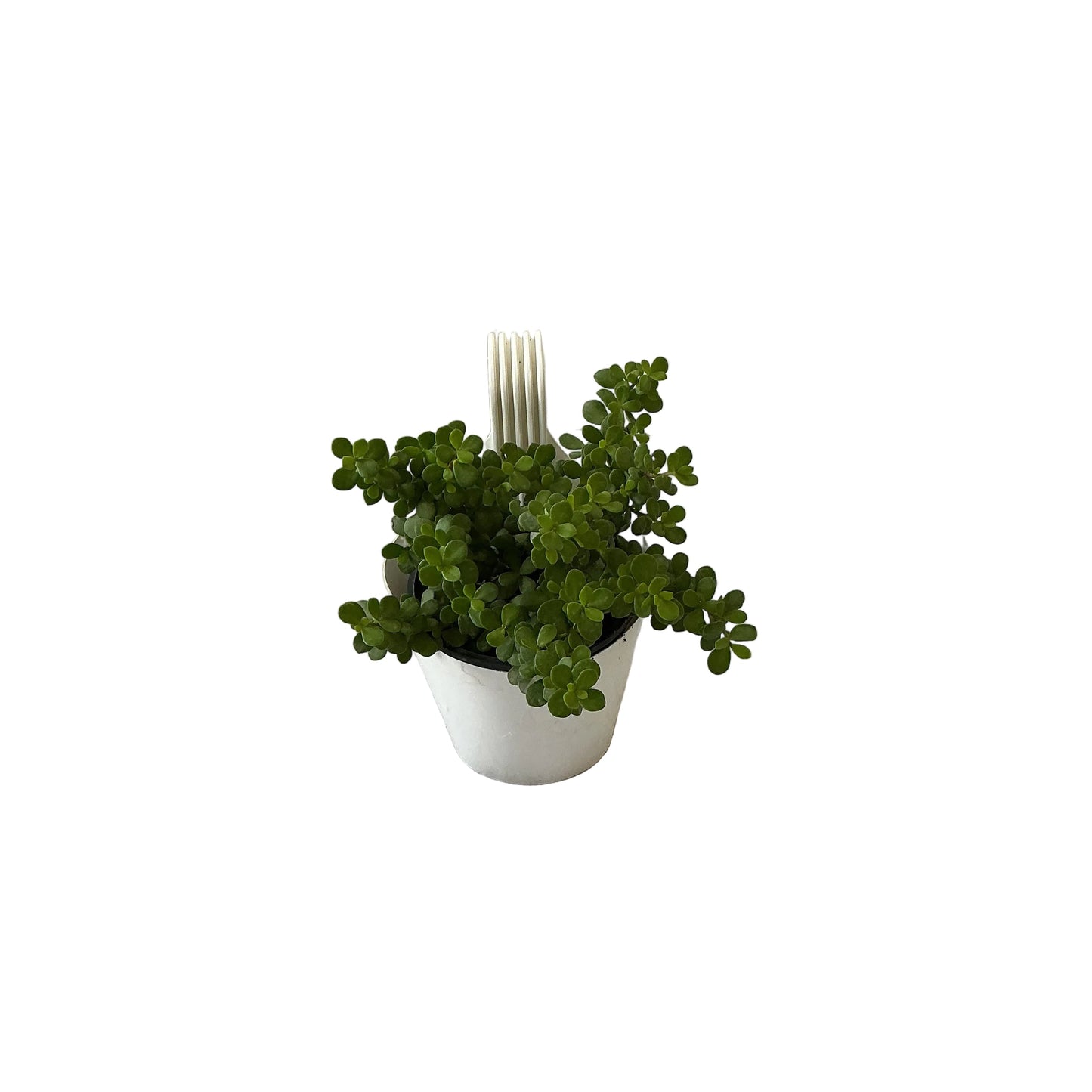 Jade Plant In 8 Inch Single Hook Hanging Basket Pot