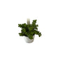 Jade Plant In 8 Inch Single Hook Hanging Basket Pot