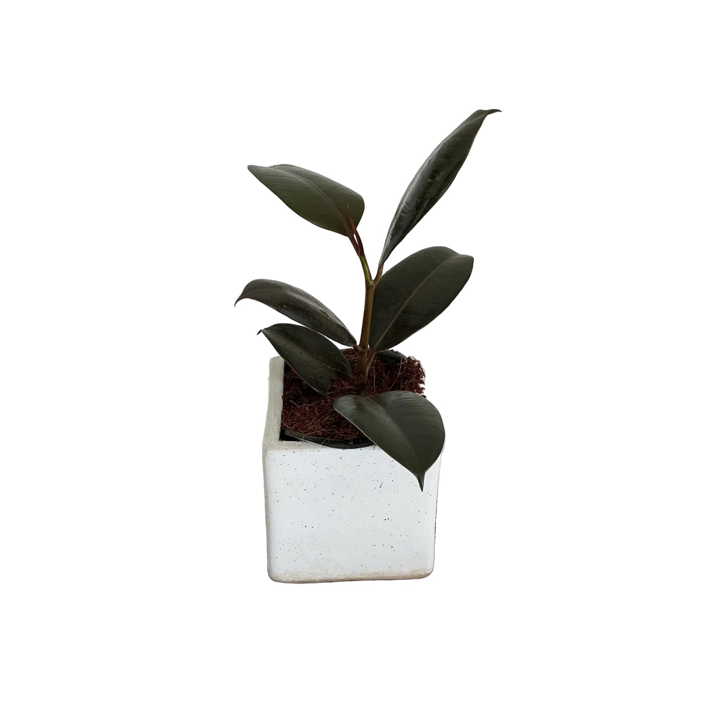 Ruber plant in 4 inch ceramic pots any design