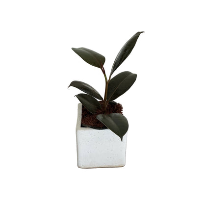 Ruber plant in 4 inch ceramic pots any design