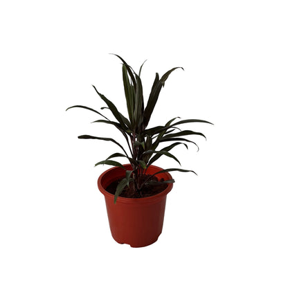 Dracaena Black Plant In 8 Inch Red Nursery Pot