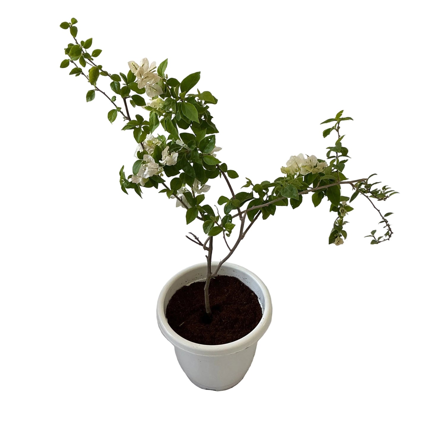 Bougainvillea Flower Plant In 10 Inch Classic Pot
