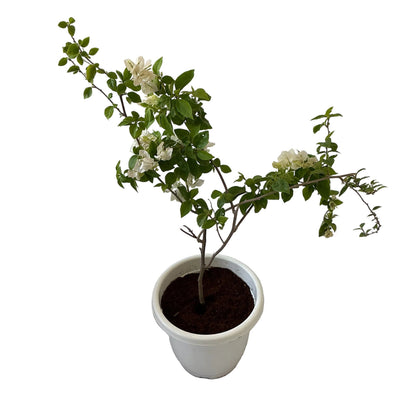 Bougainvillea Flower Plant In 10 Inch Classic Pot
