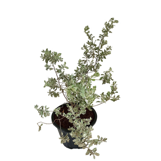 Leucophyllum Flower Plant in 10 inch black nursery pot