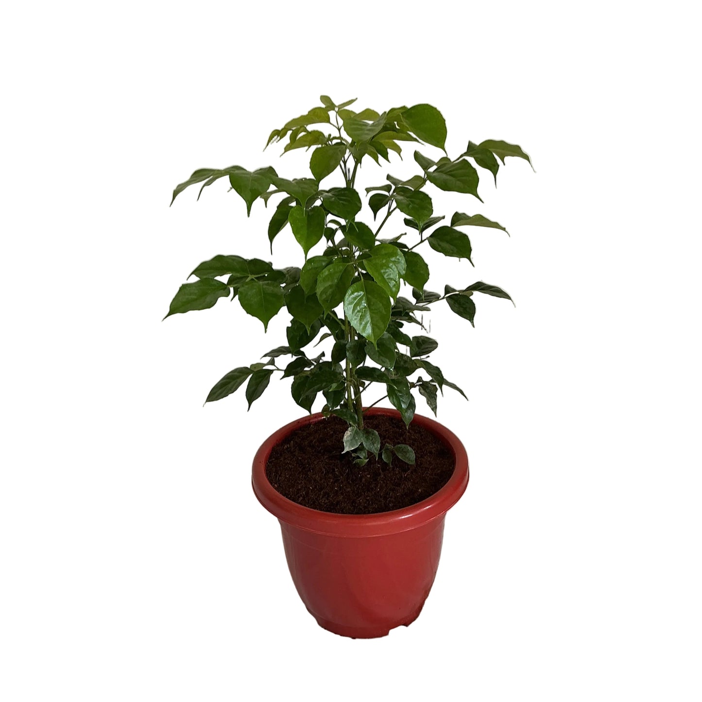 Redar Macheera Plant (China Doll Plant) In 10 Inch Red Classic Pot