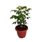 Redar Macheera Plant (China Doll Plant) In 10 Inch Red Classic Pot