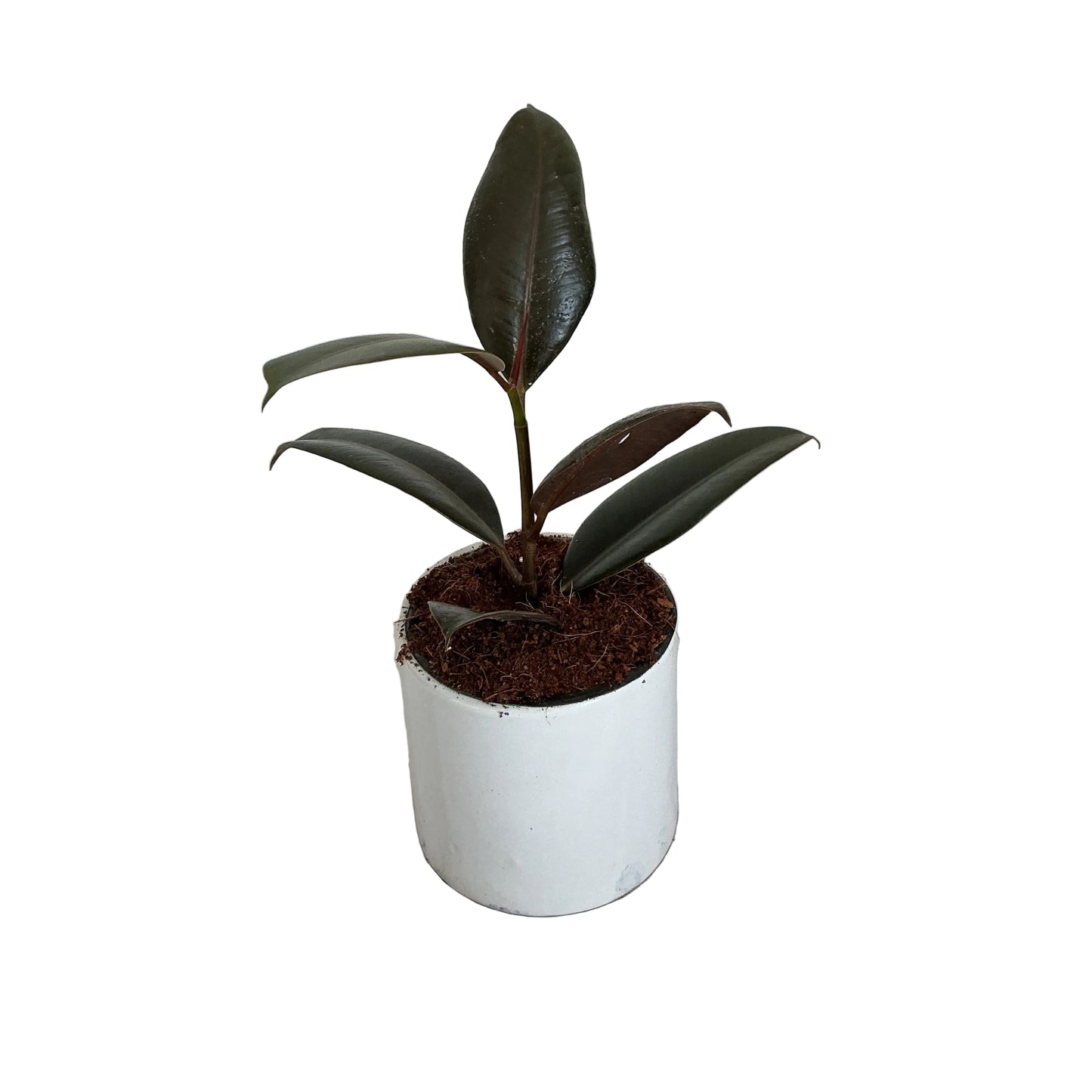 Ruber plant in 4 inch ceramic pots any design
