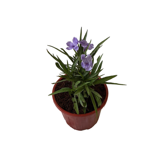 Ruelliya Flower Plant In 6 Inch Red Nursery Pot