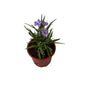 Ruelliya Flower Plant In 6 Inch Red Nursery Pot