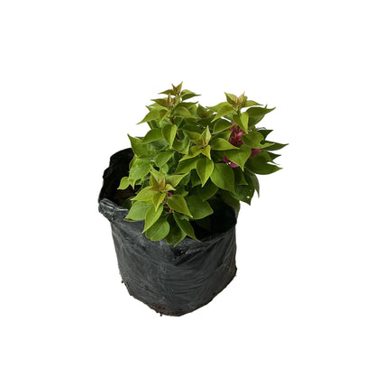 Bougainvillea New Torch GLory Any Colour Flower In 10 Inch Poly Bag