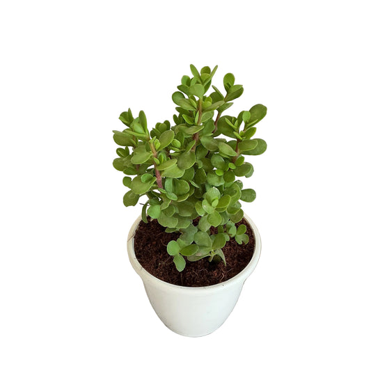 Jade plant in 5 inch white classic pot