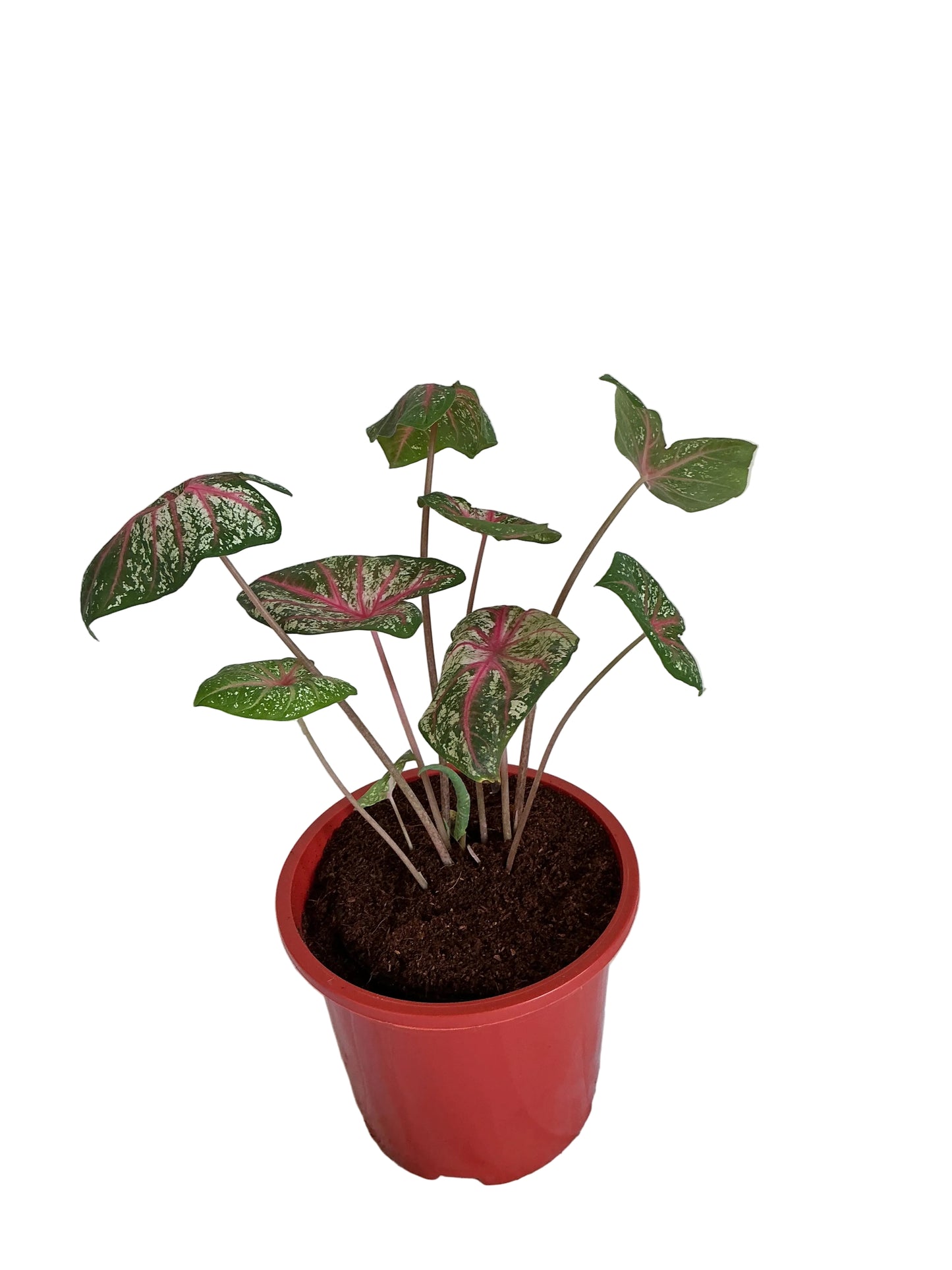 Caladium plants in 8 inch red nursery pot